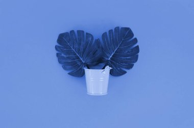 Tropikal palmiye canavarı yaprağı, klasik mavi arka planda, pastel bir kovada bulunur. Düz konum minimal kompozisyon. Üst görünüm.