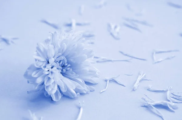 White Chrysanthemum flower head and many petals on pastel light blue color with blurred background. phantom classic blue color