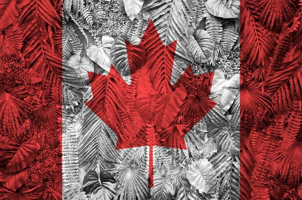 Bandera Canadá Representada Muchas Hojas Palmeras Monsteras Fondo Moda Moda —  Fotos de Stock