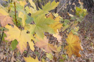 Ağaçların üzerindeki yeşil ve kahverengi sonbahar yaprakları sığ alan derinliği ile kapanır.
