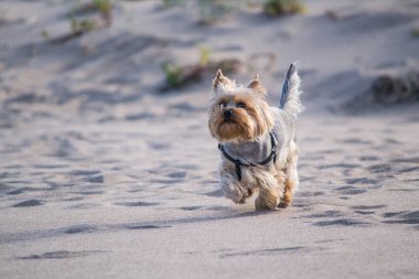 Yorkshire Terrier kum ile çalışır.