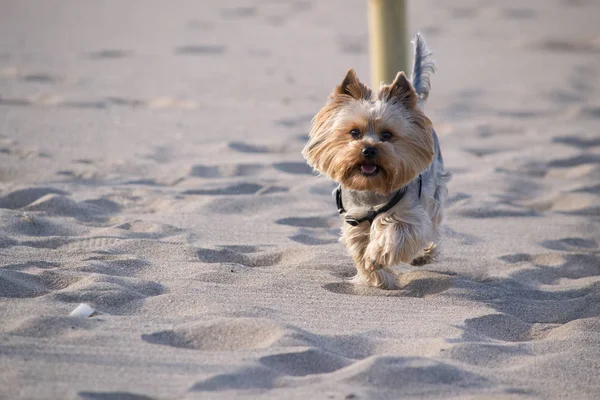 Yorkshire Terrier Runs Sand — Stock Photo, Image