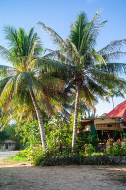 Tropikal manzaranın güzel manzarası