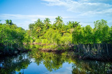 Tropikal manzaranın güzel manzarası