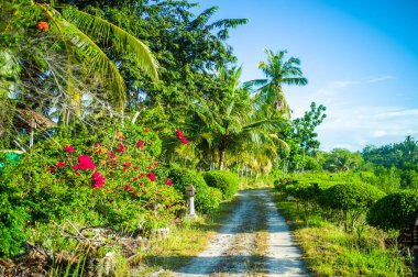 Tropikal manzaranın güzel manzarası