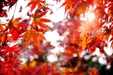 Sonbahar kuru yaprakları - arka plan