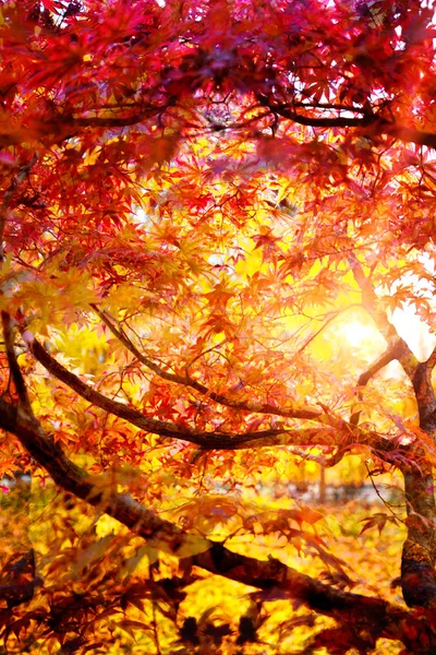 Podzimní suché listí - pozadí — Stock fotografie