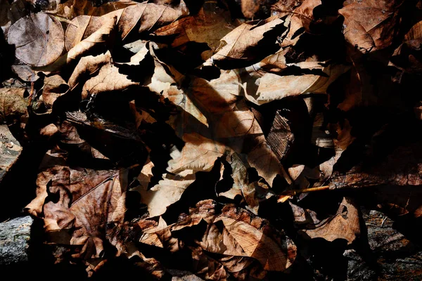 Осіннє сухе листя - фон — стокове фото