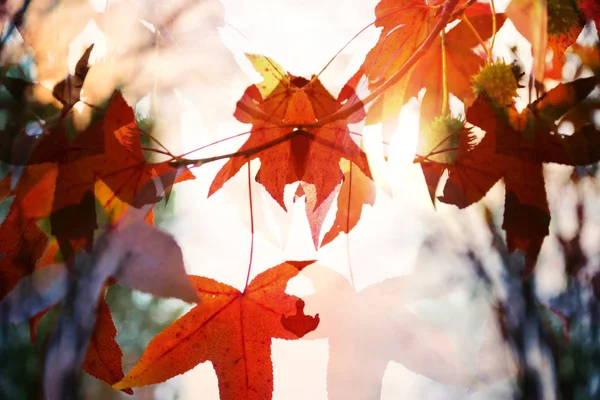 Hojas secas de otoño - fondo — Foto de Stock