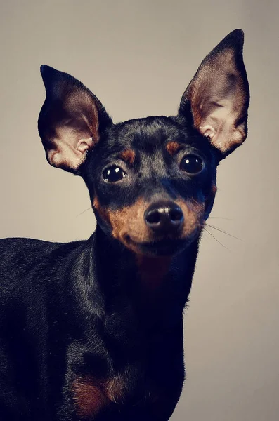 Ihale yavru köpek büyük kulakları ile — Stok fotoğraf
