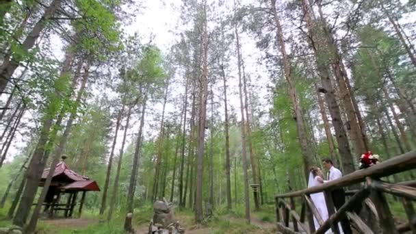 Bröllopsparet i en tallskog. Vackra tall gränd — Stockvideo