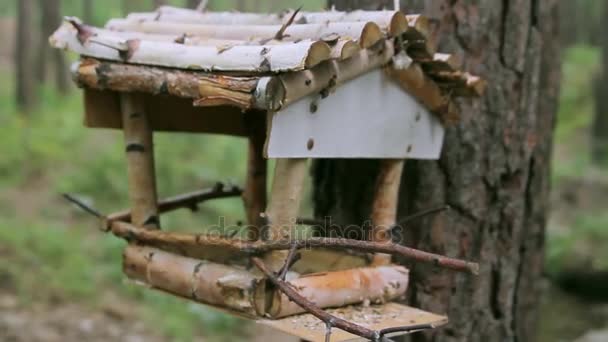 Vogelhaus. Futterstelle für Vögel. — Stockvideo