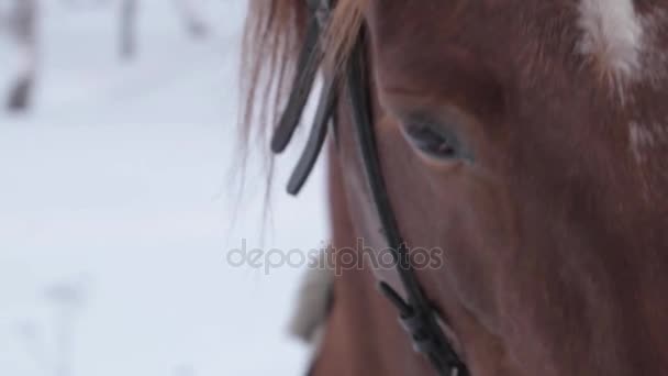 Le cheval se tient dans la forêt en hiver .
