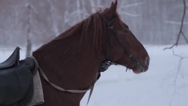 Das Pferd steht im Winter im Wald. — Stockvideo