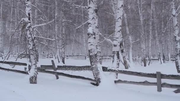 Paisaje invernal. Árboles cubiertos de nieve en el bosque. Una vieja cerca . — Vídeo de stock