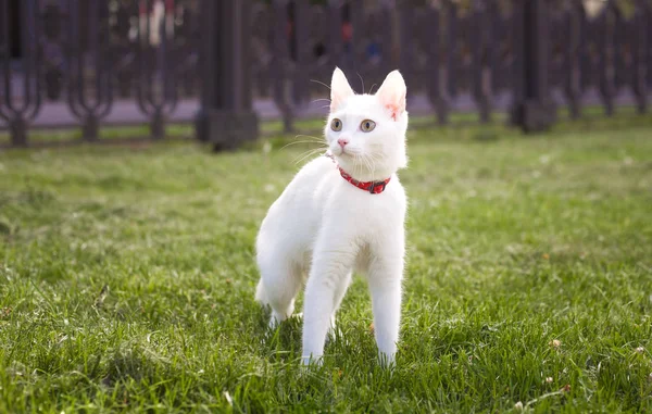 White cat with a red leash on the green grass in the park
