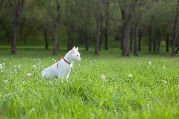 Vit Katt Med Rött Koppel Det Gröna Gräset Parken Bakgrunden — Stockfoto