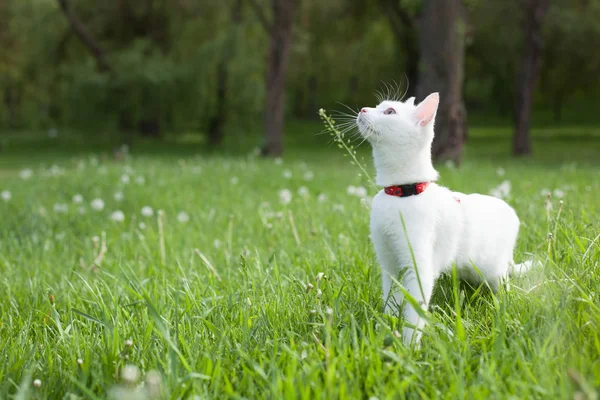 White cat with a red leash on the green grass in the park on the background of trees