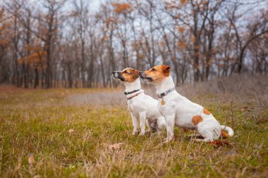 Sonbaharda parkta çimlerde yan yana oturan iki Jack Russell köpeği.