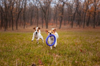 Two dogs of the Jack Russell Terrier breed run around the field in the park in autumn and play with a puller clipart