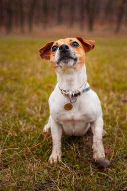 Köpek cins Jack Russell Terrier parkta çimlerde oturuyor.