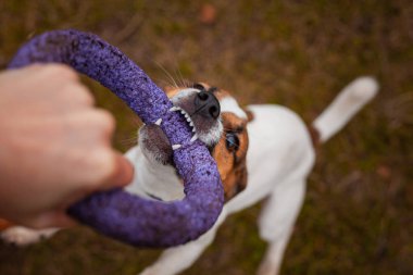 Köpek cinsi Jack Russell Terrier, sonbaharda parkta bir erkek çekiciyle oynanır.