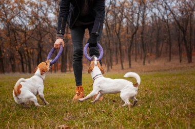 Jack Russell Terrier 'in iki köpeği sonbaharda parkta bir adamla oynuyorlar.