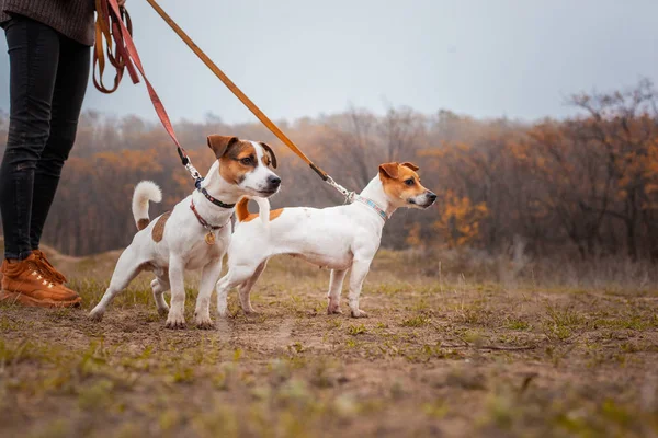 Deux Chiens Race Jack Russell Une Fille Marche Laisse Dans — Photo