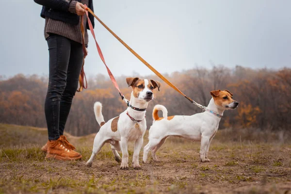 Dois Cães Raça Jack Russell Uma Menina Caminha Sobre Trelas — Fotografia de Stock