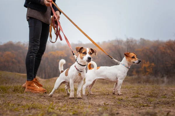 Dois Cães Raça Jack Russell Uma Menina Caminha Sobre Trelas — Fotografia de Stock