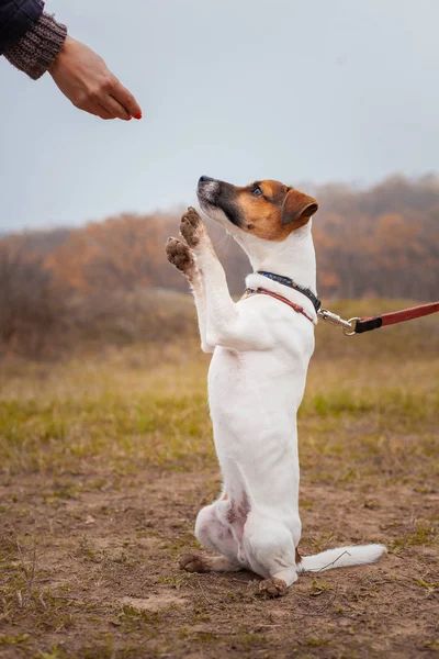 Anjing Jack Russell Terrier Sedang Duduk Mengangkat Kaki Atas Tim — Stok Foto