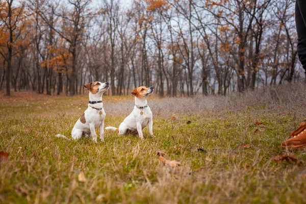 Dos Perros Jack Russell Sentados Uno Lado Del Otro Césped —  Fotos de Stock