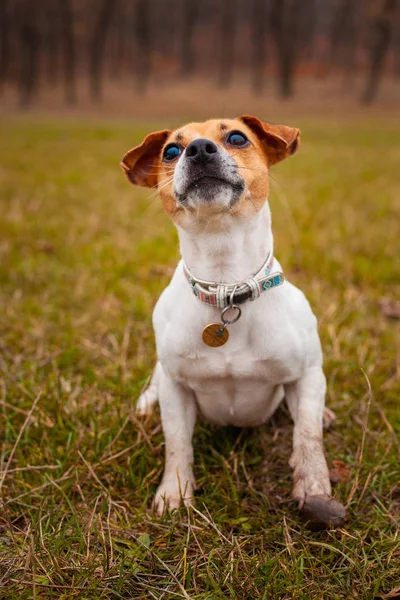 Hund Skapa Jack Russell Terrier Sitter Gräsmattan Parken — Stockfoto