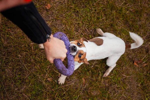 Honden Ras Jack Russell Terrier Wordt Gespeeld Met Een Man — Stockfoto