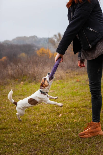 Raça Cão Jack Russell Terrier Jogado Com Puxador Homem Parque — Fotografia de Stock