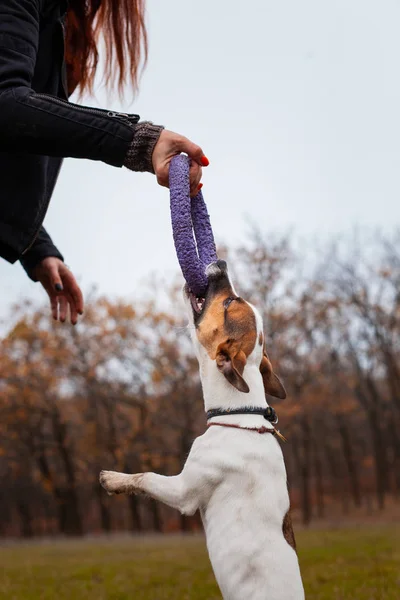 Köpek Cinsi Jack Russell Terrier Sonbaharda Parkta Bir Erkek Çekiciyle — Stok fotoğraf