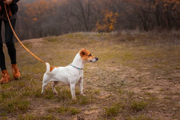 Jack Russell Terrier Chien Race Promenades Laisse Dans Parc Automne — Photo