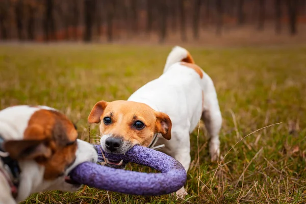 Two Dogs Breed Jack Russell Terrier Played Pulling Puller Lawn — Stock Photo, Image