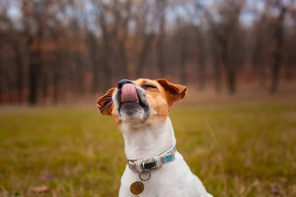 Порода Собак Джек Рассел Терьер Сидит Поляне Парке Показывает Язык — стоковое фото