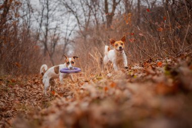 Jack Russell Terrier cinsinden iki köpek sonbaharda parkta koşup bir çekiciyle oynuyorlar.