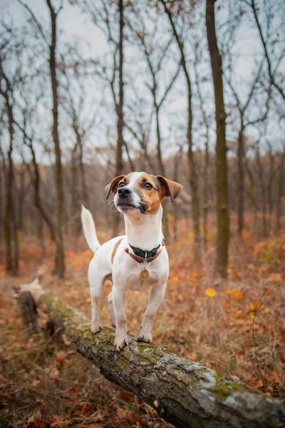 Dog Breed Jack Russell Terrier Stands Log Park Autumn — Stock Photo, Image