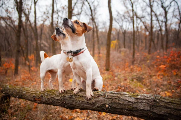 Deux Chiens Jack Russell Terrier Debout Sur Une Bûche Dans — Photo