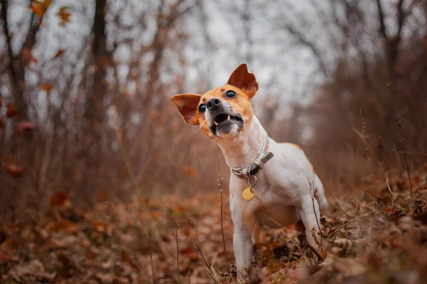 Chien Race Jack Russell Terrier Assis Sur Pelouse Dans Parc — Photo