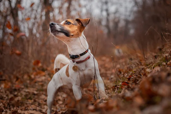 Chien Race Jack Russell Terrier Assis Sur Pelouse Dans Parc — Photo