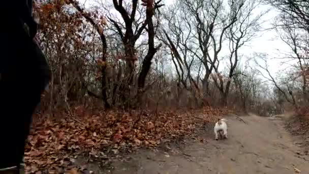 Dziewczyna Psem Jack Russell Terrier Spaceruje Jesienią Ścieżką Parku — Wideo stockowe