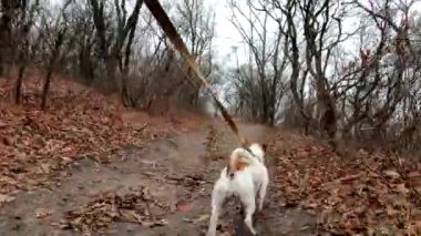 Köpekli kız Jack Russell Terrier sonbaharda parkta yürüyor.