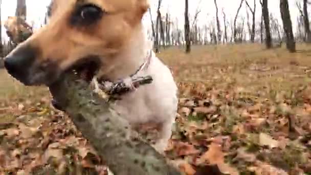 Σκύλος Αναπαράγει Τον Τζακ Ράσελ Τεριέ Ένα Ραβδί Στα Δόντια — Αρχείο Βίντεο