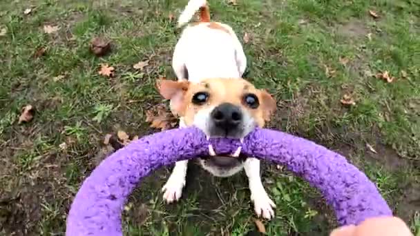 Chien Race Jack Russell Terrier Joue Extracteur Avec Homme Tient — Video