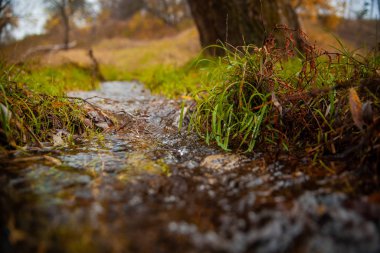 Sonbaharda bir parkta yeşil çimenler ve ağaçlar arasında bir dere akar.
