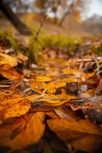 Желтые Опавшие Листья Воде Осенью Парке — стоковое фото